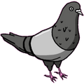 Pidgeon app overview, reviews and download